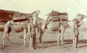 Deutsche Soldaten mit Kamelen in Deutsch-Südwest-Afrika