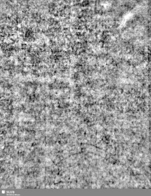 Lilienschild + IESV / LW = S.7/8