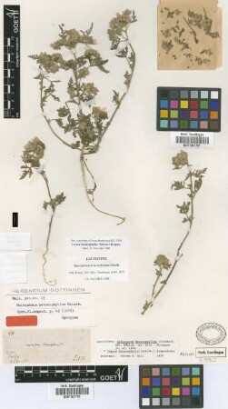 Malvastrum heterophyllum Griseb. [lectotype]