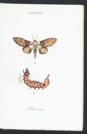 Plate XLII