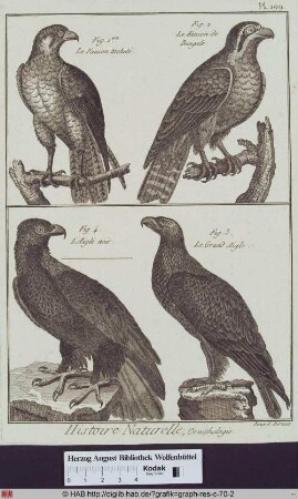 Abbildungen von zwei Falkenarten (gefleckter und bengalischer Falke) und zwei Adlerarten (Scharadler und Großer Adler).