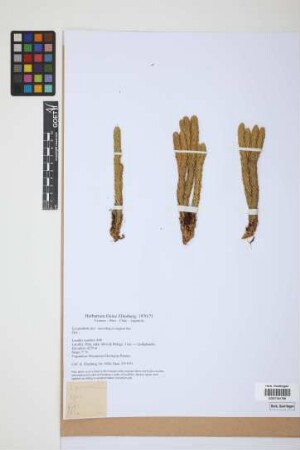 Lycopodium