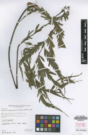 Asplenium tunquiniense M.Kessler & A.R.Sm. [isotype]
