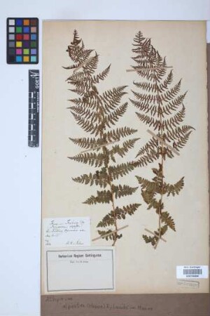 Athyrium alpestre (Hoppe) Rylands