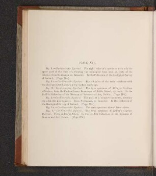 Plate XXV.