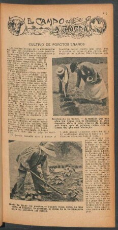 Cultivo de porotos enanos : El campo y la chacra