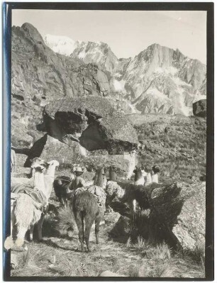 Aufstieg mit Lamas im Cooco-Kessel