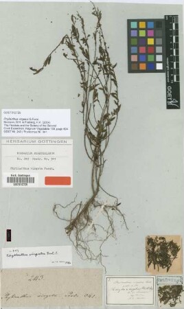 Phyllanthus virgatus G.Forst. [type]