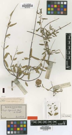 Triaspis hypericoides Burch. [type]