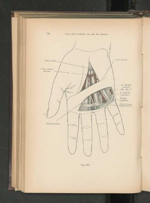 Fig. 580. Arcus volaris sublimis. Aa. und Nn. digitales.