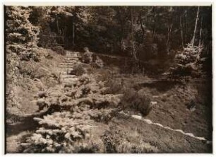 Garten Leo van den Bergh, Berlin-Kladow: Wald