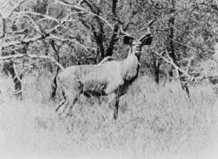 Großes Kudu : Ein Großes Kudu aus der Gattung der Strepciceros in der Savanne stehend