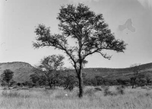 Buschsteppe : Buscharme, grasreiche Steppe mit einigen Bäumen am Fuße des Selika-Plateaus.