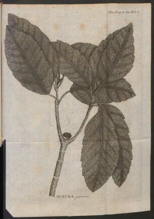 Aukuba japonica