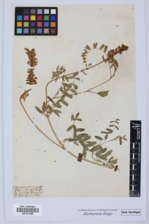 Astragalus