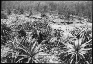 Trockenvegetation mit Agaven