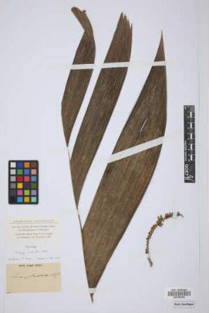 Pinanga costata Bl.