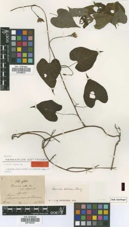 Ipomoea alba Garcke [type]