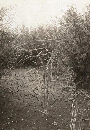 Schilfrohr (Phragmites australis; synonym Phragmites communis Trin.). Blätter mit dem Wind gestellt