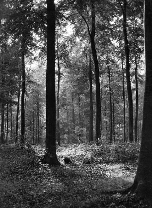 Aus dem Pfälzer Wald, "Schweigen im Walde", Eichen und Buchen