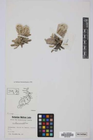 Helichrysum gossypinum Webb