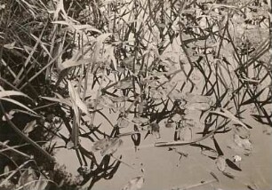 Gewöhnliches Pfeilkraut (Sagittaria sagittifolia)