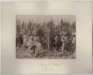 Zuckerrohrschneiden auf Jamaica