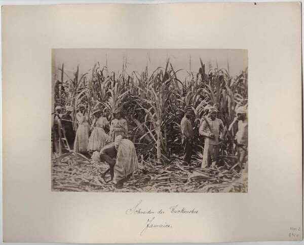 Sugar cane cutting in Jamaica