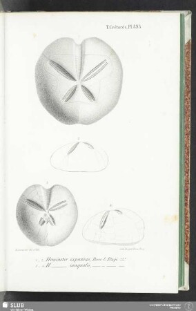 Pl. 895