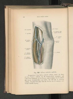 Fig. 564. Sulcus cubitalis radialis.