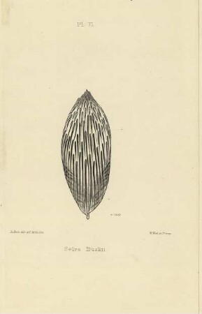Plate LXXI. Scale of Seira Buskii.
