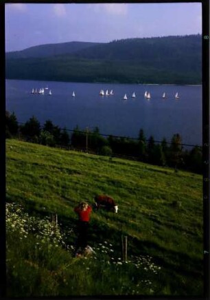Schluchsee: Segelregatta auf dem Schluchsee, Vordergrund Frau in rot und Kühe