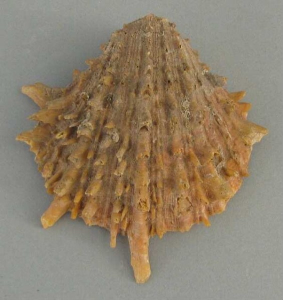 Musselshell