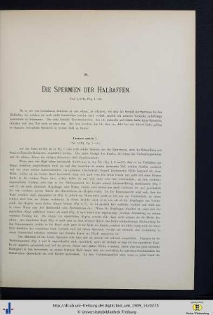 Die Spermien der Halbaffen.