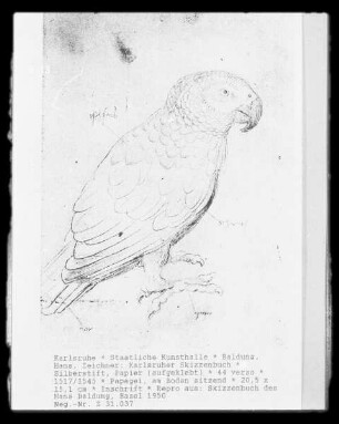 Karlsruher Skizzenbuch — Papagei, am Boden sitzend, Folio 44verso