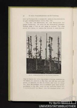 Fig. 22. Fünfjährige Kesselform der Sorte Sterckmans Butterbirne.
