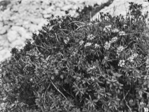 Pflanze : Pflanze mit kleinen Blüten