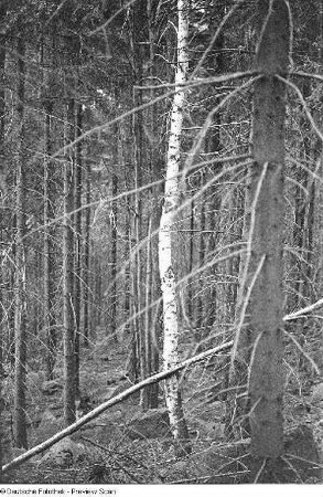 Nadelwald mit einzelner Birke