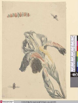 [Iris mit Raupe und zwei Fliegen]
