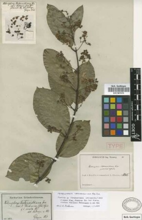Heteropterys leschenaultiana A.Juss. f. ovata Nied.