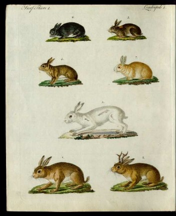 Hasen und Kaninchen.