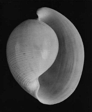 Atys naucum L., Philippinen