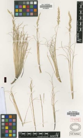 Agrostis canescens Griseb. [type]