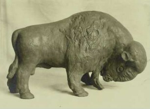 Bison