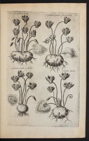 Taf. 59. [Cyclamen]