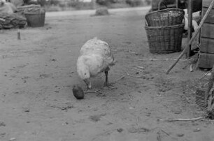Reportage: Maschinen-Ausleih-Stationen (MAS) Sachsendorf : Gans