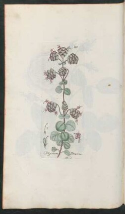 321. Origanum dictamnus