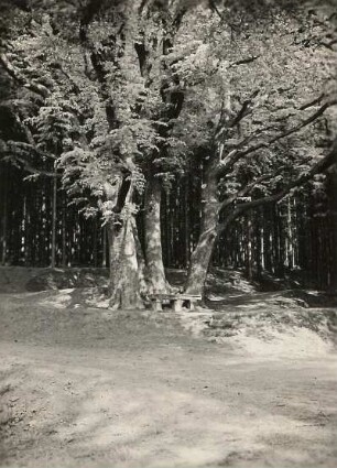 Bad Brambach-Schönberg, am Kapellenberg. Alte Steinbank vor Baumgruppe auf dem Weg zum Kapellenberg
