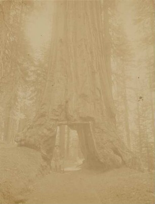 Yosemite: Mariposa Grove- Big Trees: "Wawona" : circumference: 28 meters; diameter: 8 meters; height: 90 meters