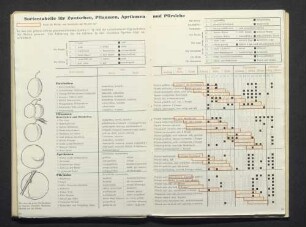 Sortentabelle für Zwetschen, Pflaumen, Aprikosen und Pfirsische